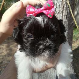 Diva - Black and white female Shih Tzu puppy in Arcadia, Florida from Kitsune Cuddles and kisses