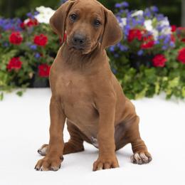Miss Teal - Rd whtn blk nose female Rhodesian Ridgeback puppy in Hillman, Minnesota from Rhoxwood Kennel