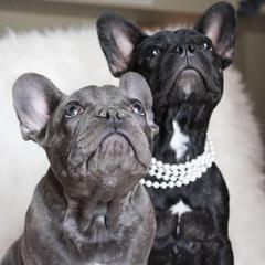 French Bulldogs from Wild Horse Frenchies