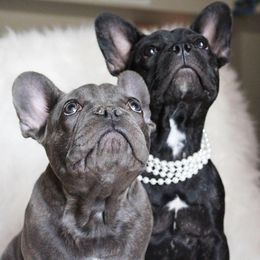 French Bulldogs from Wild Horse Frenchies