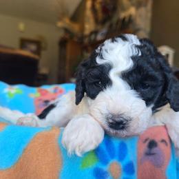Rose - Black and white female Bernedoodle puppy in Blackfoot, Idaho from Draper Mountain Doodles