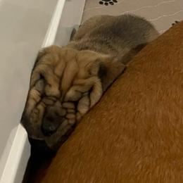 Red female - Red female Bloodhound puppy in Pelahatchie, Mississippi from Rays Of Sunshine Bloodhounds