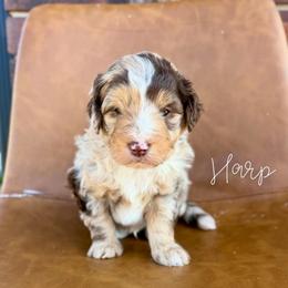 Harp - Chocolate merle male Bernedoodle puppy in Owasso, Oklahoma from Kallams Bernedoodles & Bernese Mountain Dogs