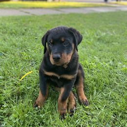 Rottweiler Puppies from Rott-Squad Kennels