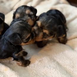 Yorkshire Terrier puppies from Yorkies of Escondido