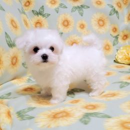 Butterfly - White female Maltese puppy in Merced, California from Soua's Pups