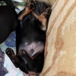 Dachshund Puppies from Johnson’s Weiner Farm