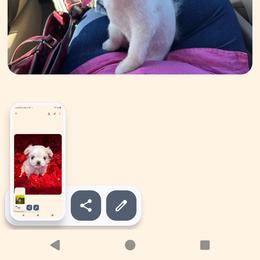 Cavapoo All Grown Up from Carolina Canines