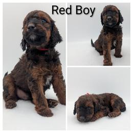 Red - Wheaten male Whoodle puppy in Kalispell, Montana from Countryman Whoodles