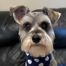 Elsa - Miniature Schnauzer