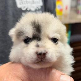 Celia - Merle female Pomsky puppy in Spring Hill, Florida from PDQ Pomskies