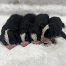 Female 2 - Black rust and white female Bernese Mountain Dog puppy in Flat Rock, Illinois from Corner Stone Bernese Mountain Dogs