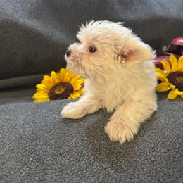 Jaxson - White and tan male Morkie puppy in Taylorsville, North Carolina from Mountain Top Hot Tailz