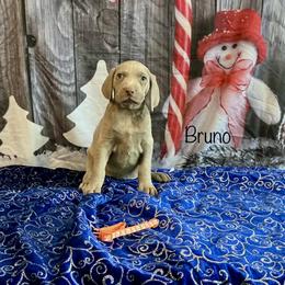Bruno - Silver gray male Weimaraner puppy in Aitkin, Minnesota from Whispering’s GunDogs