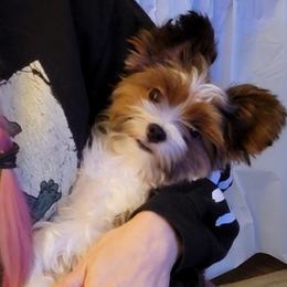 Olivia - Yorkshire Terrier