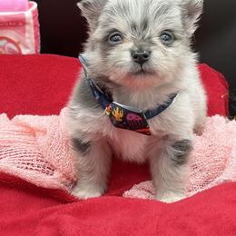 Static - Blue merle male Pomeranian puppy in Franklin, North Carolina from A&J Cutie Pawtooties
