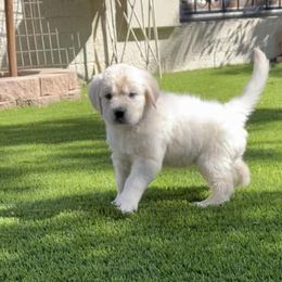 Golden Retriever Puppies from Suzy’s Golden Girls
