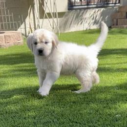 Golden Retriever Puppies from Suzy’s Golden Girls