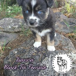Ilianna - Black tri female Miniature Australian Shepherd puppy in Jaroso, Colorado from Heaven Sent Aussies