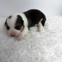 Ollie - Black and tan male Pembroke Welsh Corgi puppy in Hillsville, Virginia from Bonderosa Kennels