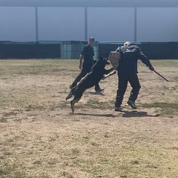 German Shepherds from MK-K9