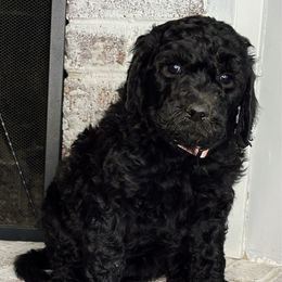 Emberly - Black and white female Aussiedoodle puppy in Monroe, North Carolina from The Klepper Homestead