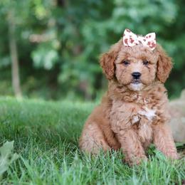Girl 1 - female Goldendoodle puppy in Applecreek, Ohio from Pleasant Acre Farms