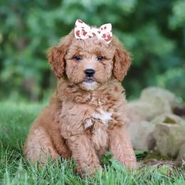 Girl 1 - female Goldendoodle puppy in Applecreek, Ohio from Pleasant Acre Farms