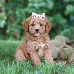 Girl 1 - female Goldendoodle puppy in Applecreek, Ohio from Pleasant Acre Farms