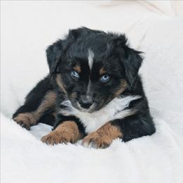 Boy 5 (Orange) - Black tri-color male Australian Shepherd puppy in Yakima, Washington from Naches Heights Ranch