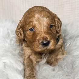 Goldendoodles from B+C Doodles