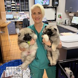 Keeshond Puppies from Peregrine Keeshond