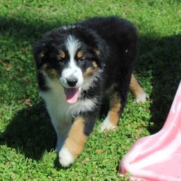 Quinn - Black tri-color male Australian Shepherd puppy in Kansas, Oklahoma from Windy G Farm