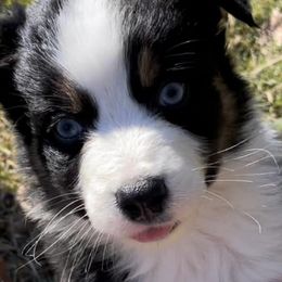 Australian Shepherds and Toy Australian Shepherds from Hidden Creek Kennels