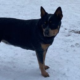 Kiki - Australian Cattle Dog