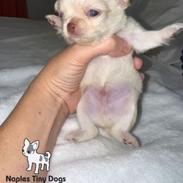 Noodle - Cream male Chihuahua puppy in Naples, Florida from Naples Tiny Dogs