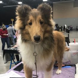 Safira - Shetland Sheepdog
