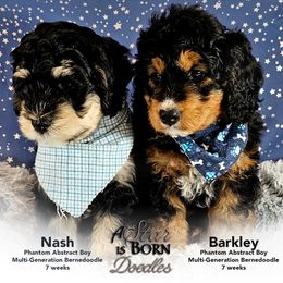 Bernedoodle Puppies from A Star is Born Doodles