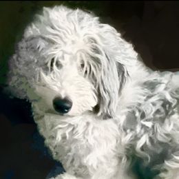 Blue - Sheepadoodle