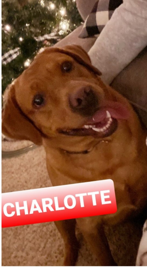 Charlotte - Labrador Retriever