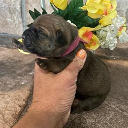 Pink collar - Red female Cane Corso puppy in Tucson, Arizona from Cane Corso Friends