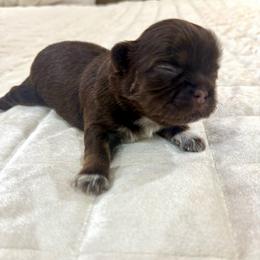 Girl 2 - Tricolor female Shih Tzu puppy in Humboldt, Tennessee from Kristy's Shih Tzus