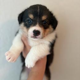 7 - Black and white female American Corgi puppy in Boyd, Texas from Barker's Corgis