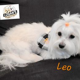Leo - Maltipoo