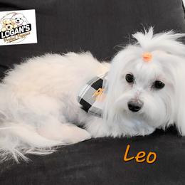 Leo - Maltipoo