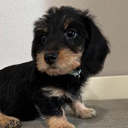 Teal - female Dachshund puppy in New Caney, Texas from Liberty Dachs