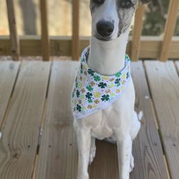 Whippet Puppies from Solidago