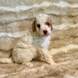Boy 3 - Cream male Goldendoodle puppy in Kearneysville, West Virginia from Daydreamer