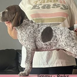 Jimmy - German Shorthaired Pointer puppy in Walford, Iowa from Wild Rose GSP's