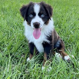 Miniature American Shepherd Puppies from Knockout Aussies